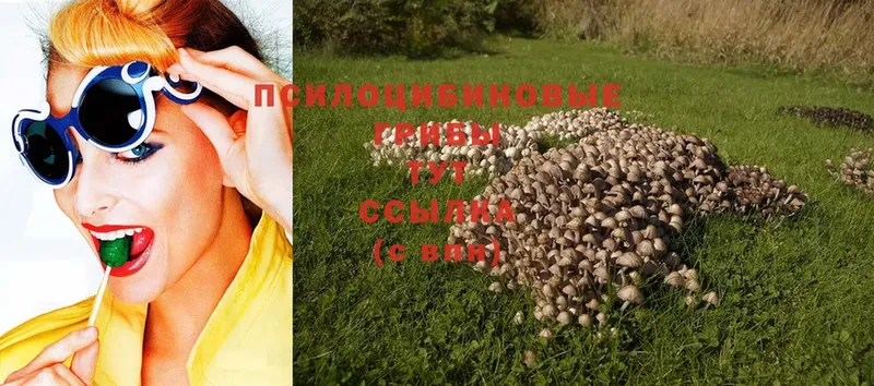 магазин  наркотиков  Мичуринск  Псилоцибиновые грибы Psilocybe 